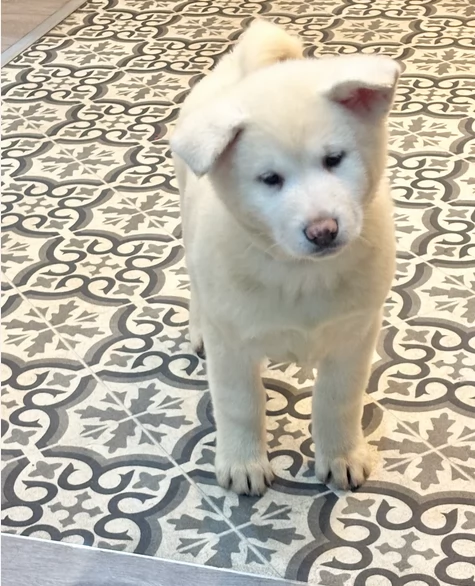 Akiita Innu Bianco sani e ben socializzati | Foto 1