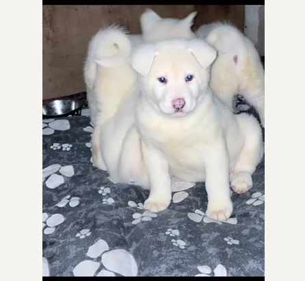 Akiita Innu Bianco sani e ben socializzati | Foto 0