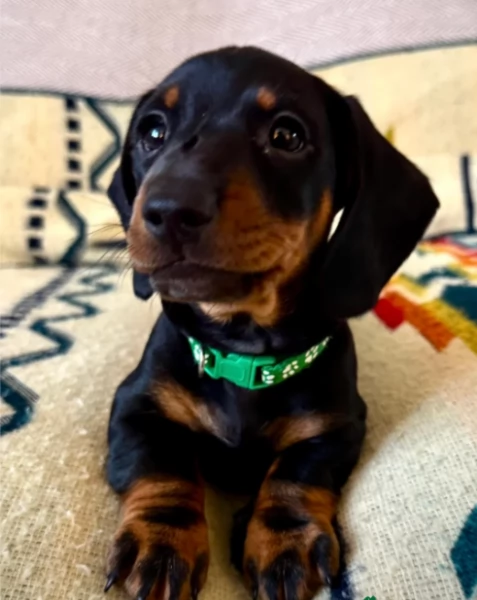 Adozione di Basoto nano a pelo corto | Foto 1