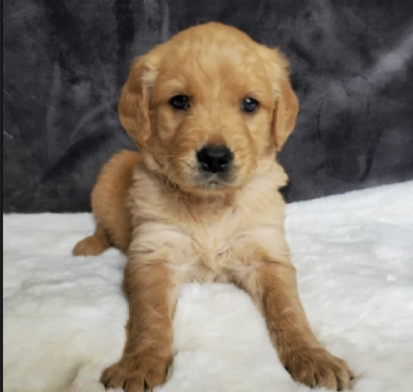 REGALO GOLDEN RETRIEVER