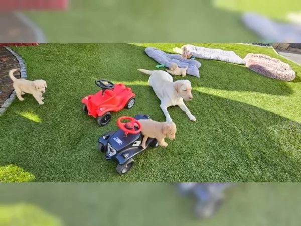 Cuccioli di Labradoodle F1 | Foto 2