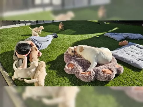 Cuccioli di Labradoodle F1 | Foto 0