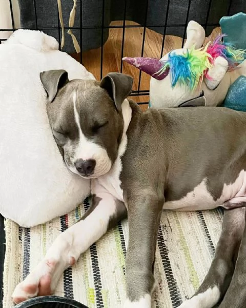 Piccolo cucciolo di American Staffordshire Terrier | Foto 0
