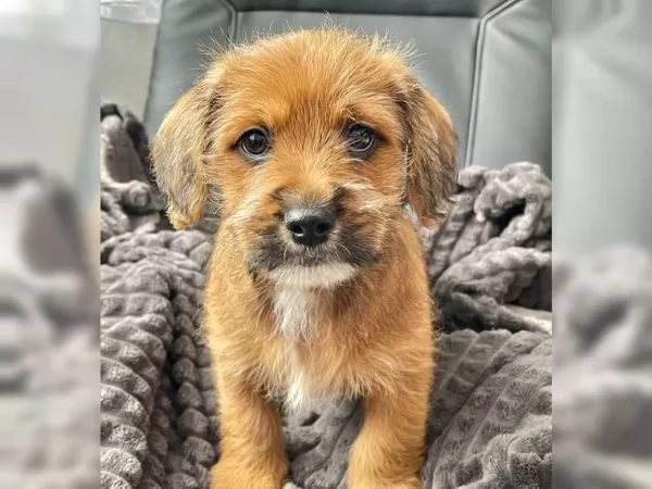 Incrocio BassottoSpitz Ultimi maschi | Foto 1