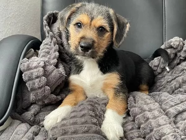 Incrocio BassottoSpitz Ultimi maschi | Foto 0