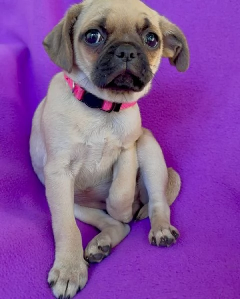 Carlina cuccioli | Foto 0