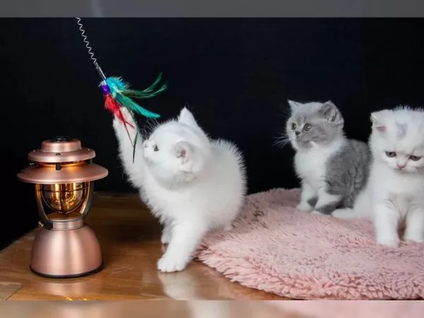 British Shorthair di razza pura tre piccoli gioielli in cerca di una nuova casa | Foto 0