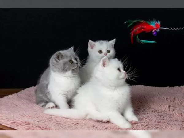British Shorthair di razza pura tre piccoli gioielli in cerca di una nuova casa