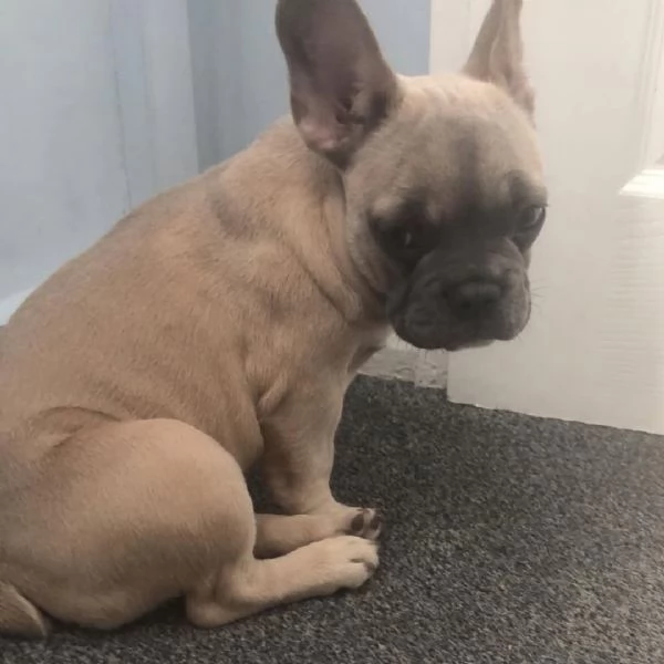 Luna  Piccola esploratrice in cerca di una casa per sempre con la compagnia di un cane | Foto 0