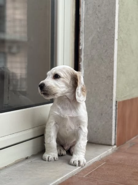 vendo cucciolo cocker spaniel  | Foto 6