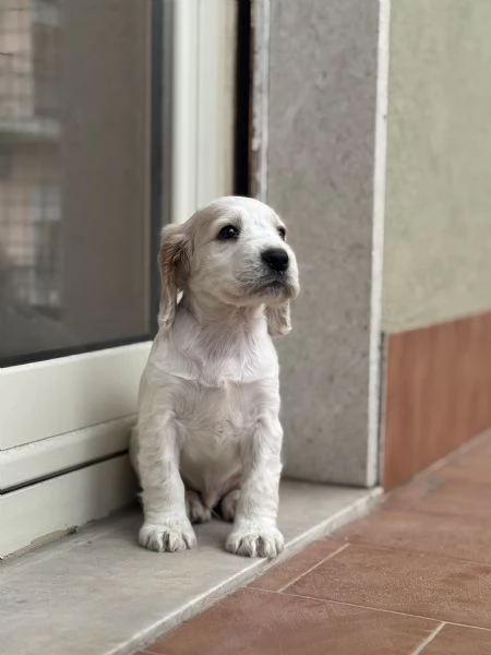 vendo cucciolo cocker spaniel 