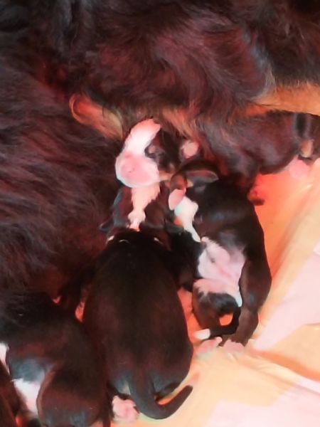 Cuccioli di bovaro del bernese  | Foto 5