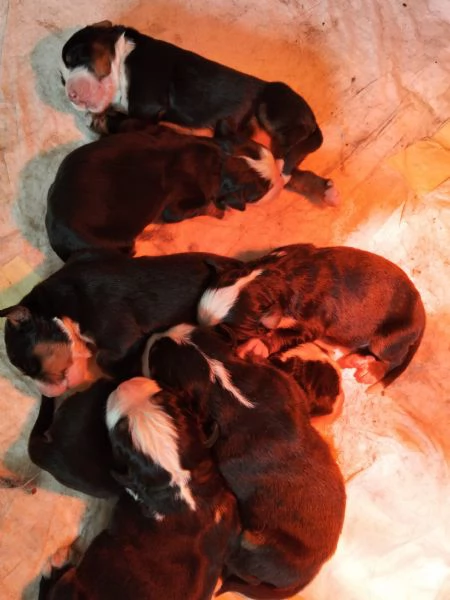 Cuccioli di bovaro del bernese 