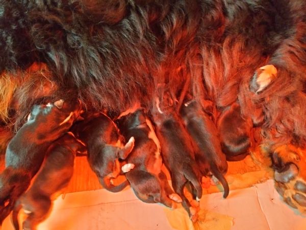 Cuccioli di bovaro del bernese  | Foto 4