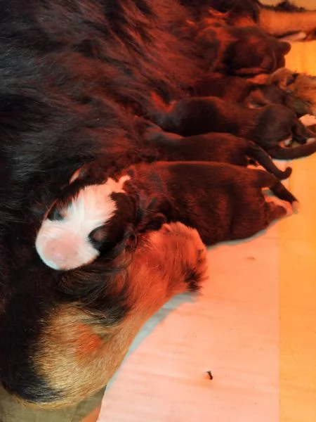 Cuccioli di bovaro del bernese  | Foto 0