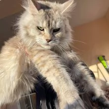 Maine coon gattino disponibile | Foto 1