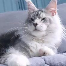 Maine coon gattino disponibile | Foto 0