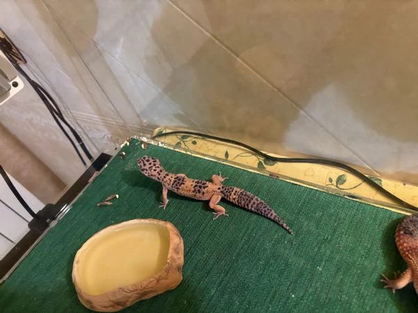 Vendita gechi leopardini  | Foto 3