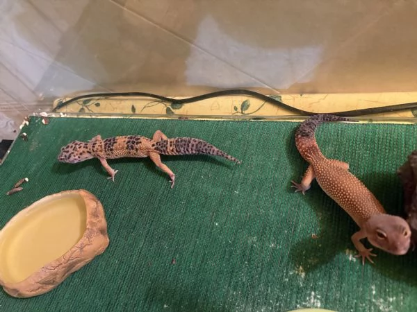Vendita gechi leopardini  | Foto 1