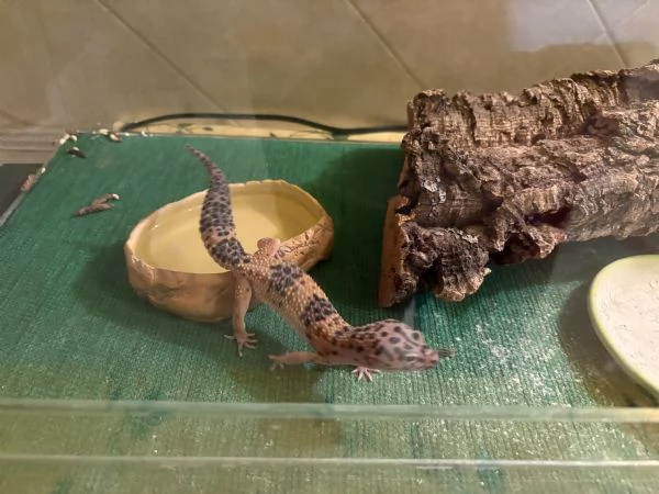 Vendita gechi leopardini  | Foto 0