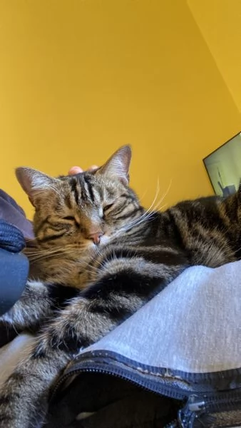 Gatto maschio adulto sterilizzato