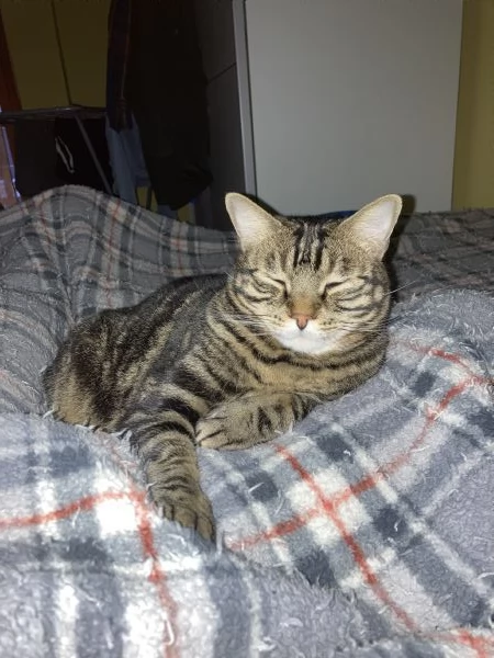 Gatto maschio adulto sterilizzato | Foto 3