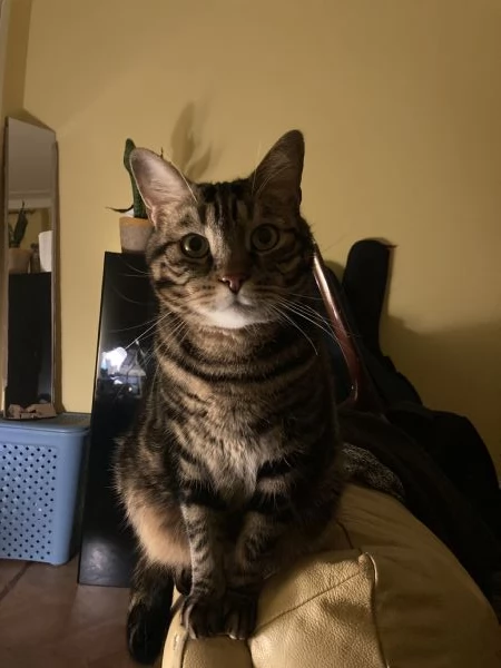 Gatto maschio adulto sterilizzato | Foto 1