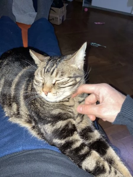 Gatto maschio adulto sterilizzato | Foto 0