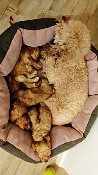 Cucciolata casalinga  | Foto 6