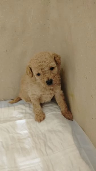 Cucciolata casalinga  | Foto 5