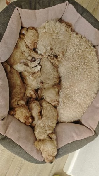 Cucciolata casalinga  | Foto 4