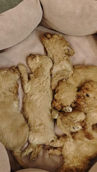 Cucciolata casalinga  | Foto 3