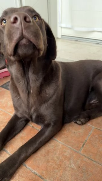 Cucciolo Labrador Cioccolato