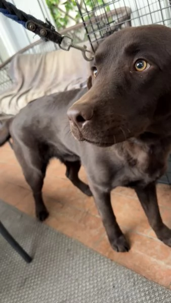 Cucciolo Labrador Cioccolato | Foto 2