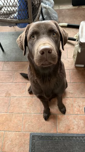 Cucciolo Labrador Cioccolato | Foto 0