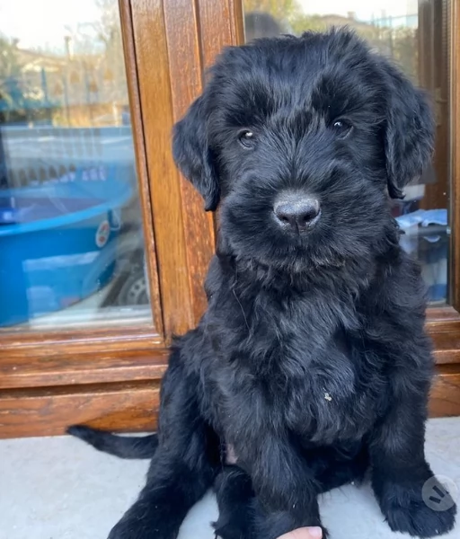 Cuccioli di Schnauzer Gigante