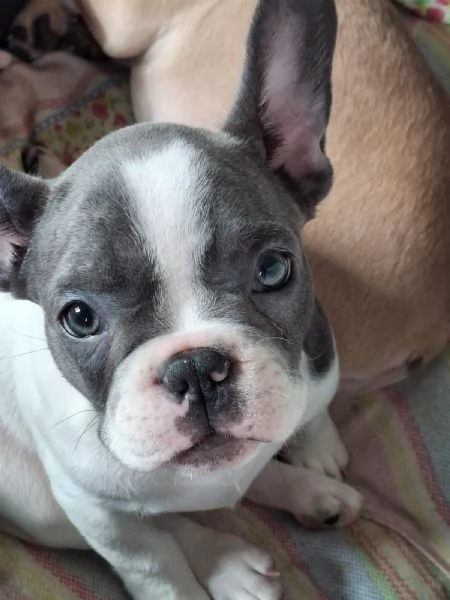 Bulldog francesi colori esotici | Foto 1