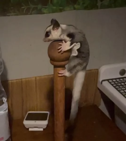 Trio Petauri dello zucchero 