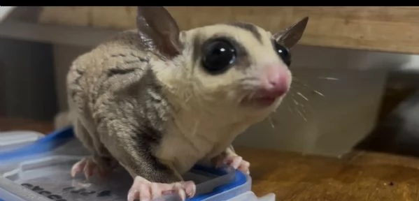 Trio Petauri dello zucchero  | Foto 0