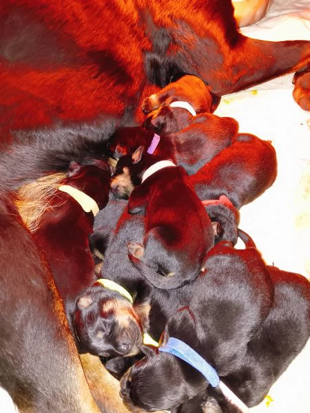 Disponibili cuccioli di rottweiler 