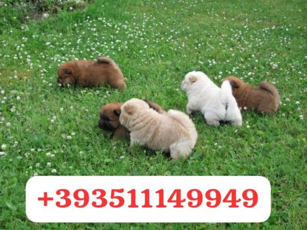 Regala un cucciolo di Chow Chow maschio e femmina | Foto 1