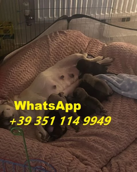 Regalo bellissimi cuccioli di Carlino maschio e femmina | Foto 2