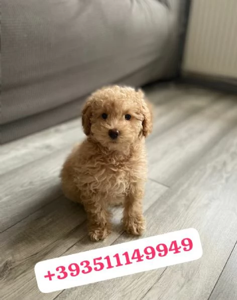 regala i nostri cuccioli di barboncino maschi e femmine | Foto 1