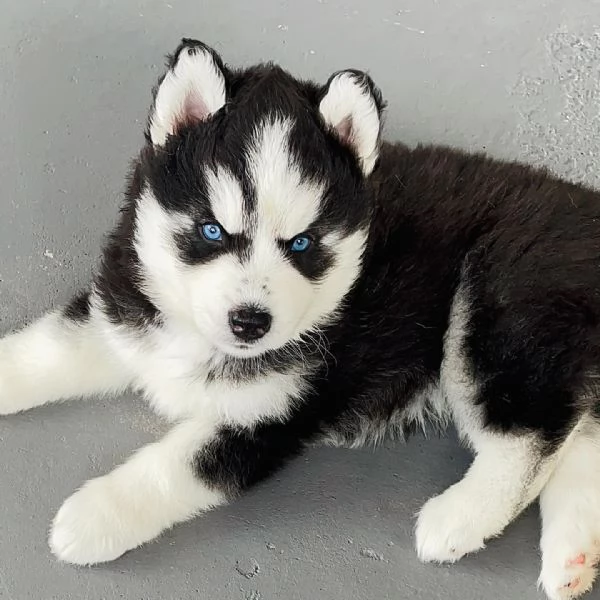 Cuccioli di Siberian Husky
