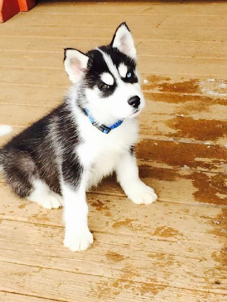 Cuccioli di Siberian Husky | Foto 1