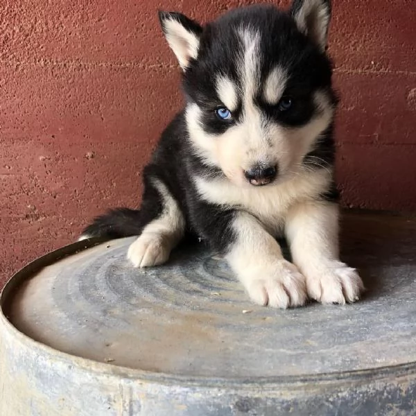 Cuccioli di Siberian Husky | Foto 0