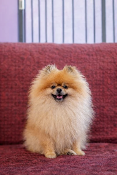 Volpino pomerania con pedigree