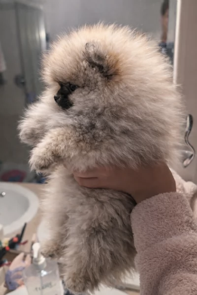 Volpino pomerania con pedigree | Foto 3