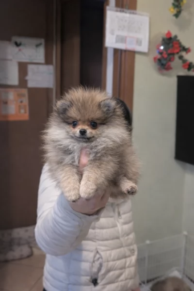 Volpino pomerania con pedigree | Foto 1