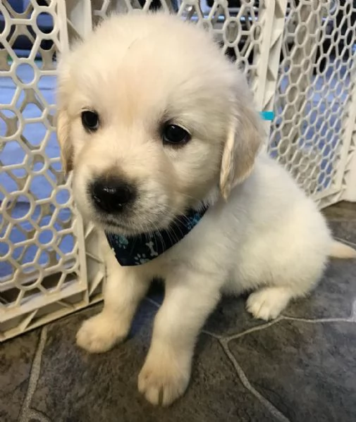 Cuccioli di golden retriever Bianchi